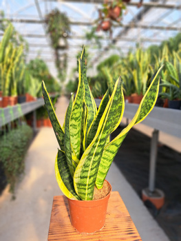 SANSEVIERIA FUTURA SUPERBA P12