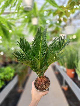 CYCAS P12