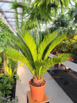 CYCAS P19