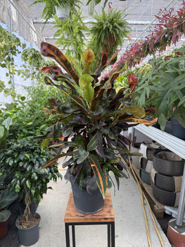 CROTON VARIEGATUM MAMMI P19