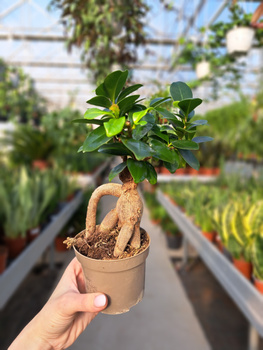 FICUS GINSENG P9