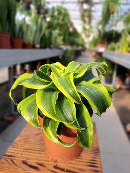 DRACENA FRAGRANS COMPACTA TORNADO P12