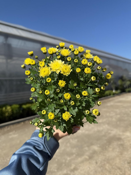 CHRYZANTEMA DROBNOKIATOWA CYTRYNOWA MINI P11