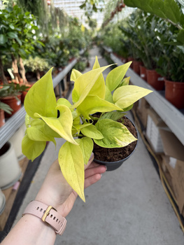 EPIPREMNUM CHAMPS ELYSEES P12