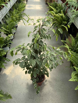 FICUS BENJAMININA GOLDEN KING P21