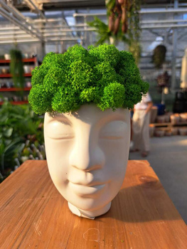 KOMPOZYCJA Z CHROBOTKA GŁOWA MAŁA