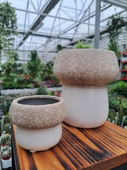 OSŁONKA GRZYBEK SZARY MAŁY 