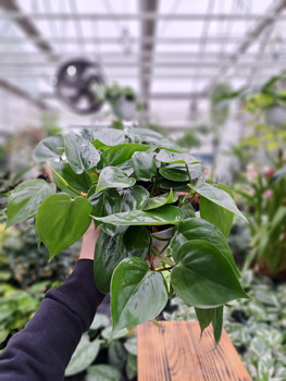 PHILODENDRON  SCANDENS P13