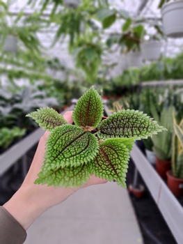 PILEA MOON VALLEY P8