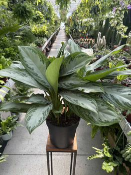AGLAONEMA SILVER BAY P24