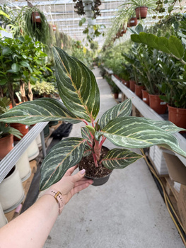 AGLAONEMA DREAMCATCHER P12