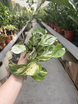 EPIPREMNUM PINATUM MANJULA P12