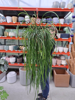 LEPISMIUM BOLIVIANUM P30