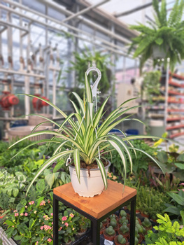 ZIELISTEK - BIAŁY PASEK W ŚRODKU P16