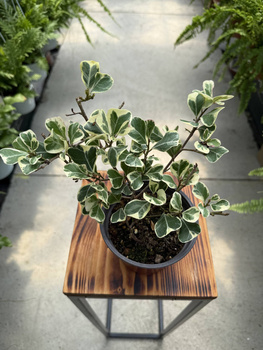 FICUS FIO00350 P12