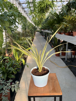 CORDYLINA TORBAY DAZZLER P13