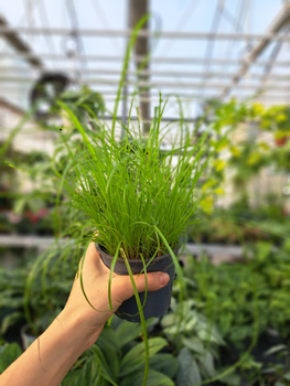 TRAWA DLA KOTA - CYPERUS