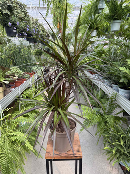 DRACENA MARGINATA MAGENTA P17