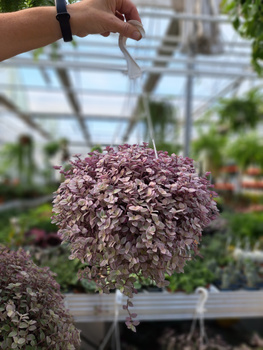 TRZYKROTKA CALLISIO PINK LADY KRÓTSZY ZWIS P16