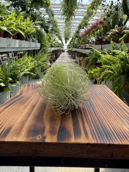 TILLANDSIA ANDREANA P10