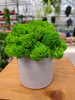 KOMPOZYCJA Z CHROBOTKA WALEC MAŁY