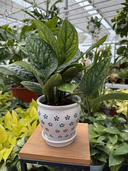 DONICA CERAMICZNA BIAŁA STOKROTKA P15