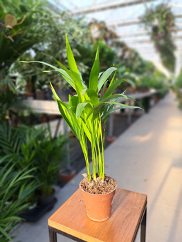 DYPSIS P9