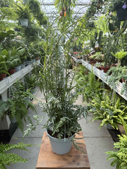 PAPROĆ PTERIS EVERGEMIENSIS P13