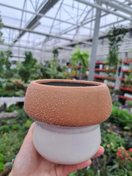 OSŁONKA GRZYBEK BRĄZOWY DUŻY