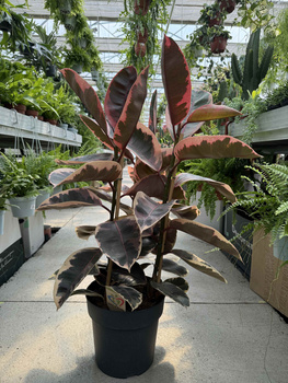 FICUS ELACTICA BELIZE P27