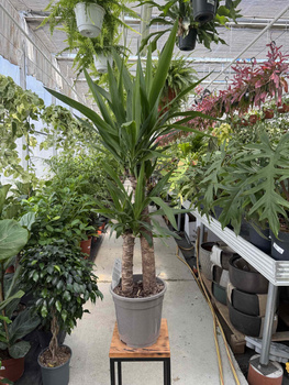 YUCCA ELEPHANTIPES P21