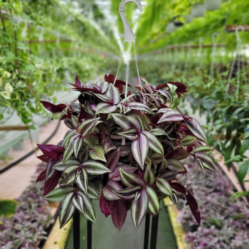 TRZYKROTKA ZEBRINA P16