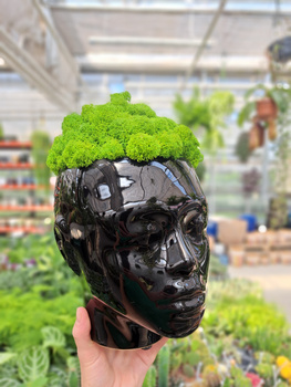 KOMPOZYCJA Z CHROBOTKA GŁOWA CZARNA