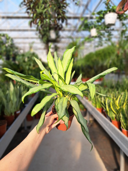 AGLAONEMA ZEBRA P12