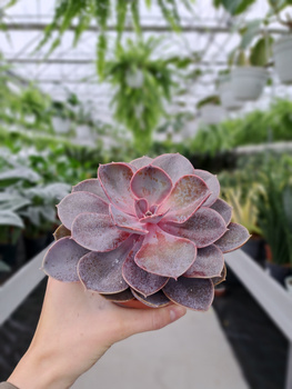 ECHEVERIA PURPLE PEARL P12