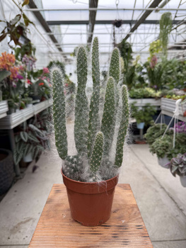 OPUNTIA BLUE ALE P12