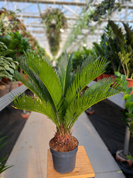 CYCAS P14