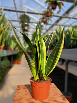 SANSEVIERIA TRIFASCIATA CANARY P9