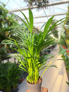 DYPSIS P17