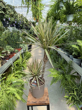 DRACENA MARGINATA BICOLOR P17