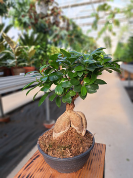 FICUS GINSENG P16
