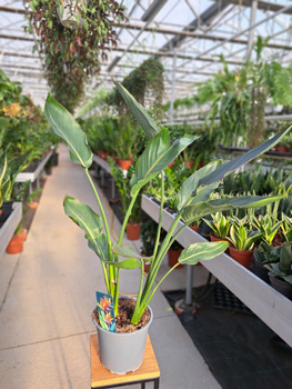 STRELITIZIA REGINEA P19