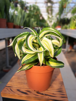 DRACENA MALAIKA P12