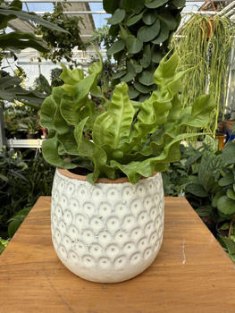 OSŁONKA BIAŁO - CEGLANA KULKA P7