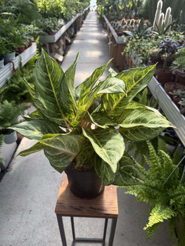 AGLAONEMA CHARTREUSE PRET P19