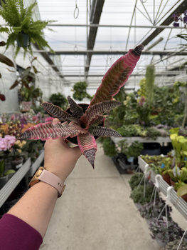 CRYPTANTHUS RUBIN STAR P9