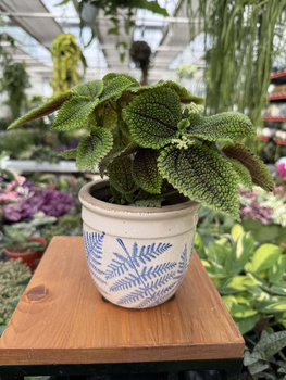 OSŁONKA CERAMICZNA PAPROĆ P10