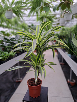 DRACENA LEMON LIME P17
