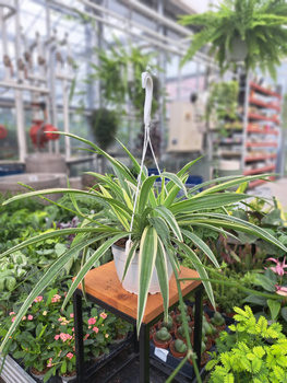 ZIELISTEK - BIAŁY PASEK PO BOKU P16