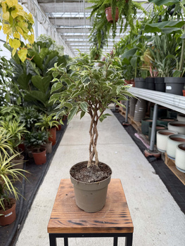 FICUS BENJAMINA NINA P12